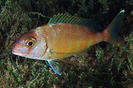 Image result for Pagrus auratus