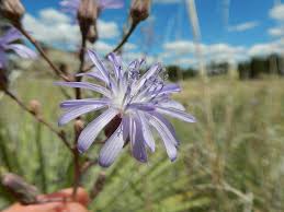 Attēlu rezultāti vaicājumam “Lactuca tatarica”