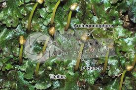 Attēlu rezultāti vaicājumam “Conocephalum conicum”