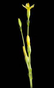 Attēlu rezultāti vaicājumam “Gentianaceae”