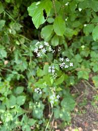 Attēlu rezultāti vaicājumam “Torilis japonica leaf”