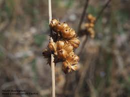 Attēlu rezultāti vaicājumam “Juncus bufonius fruit”