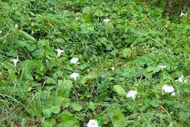 Attēlu rezultāti vaicājumam “Calystegia inflata leaf”
