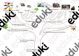 Image result for Evolution Stammbaum