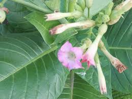 Attēlu rezultāti vaicājumam “Nicotiana tabacum flower”