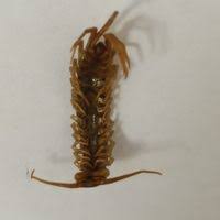 Attēlu rezultāti vaicājumam “Lithobius forficatus”
