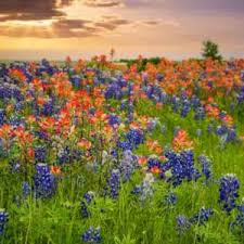 Attēlu rezultāti vaicājumam “xComagaria rosea  flower”