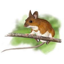 Attēlu rezultāti vaicājumam “Apodemus flavicollis”