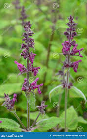 Attēlu rezultāti vaicājumam “Stachys sylvatica”