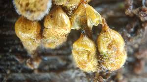 Attēlu rezultāti vaicājumam “Trichia, Hemitrichia sp.”