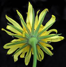 Attēlu rezultāti vaicājumam “Tragopogon pratensis subsp. pratensis bud”