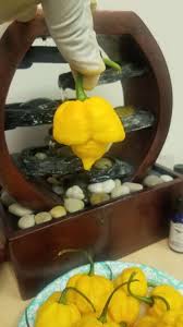 Afbeeldingsresultaat voor 7 pot hot pepper