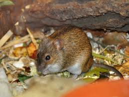 Attēlu rezultāti vaicājumam “Apodemus agrarius”