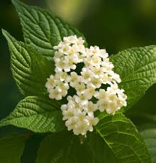 Attēlu rezultāti vaicājumam “Viburnum lantana  flower”