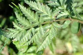 Attēlu rezultāti vaicājumam “Anthriscus sylvestris leaf”