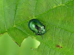 Attēlu rezultāti vaicājumam “Linaeidea aenea”