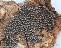 Attēlu rezultāti vaicājumam “Badhamia dubia spores”