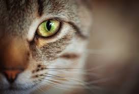 Afbeeldingsresultaat voor katten