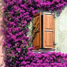 Image result for bougainvillea