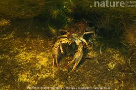 Attēlu rezultāti vaicājumam “Astacus leptodactylus”