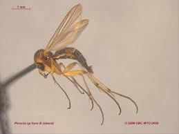 Attēlu rezultāti vaicājumam “Phronia sp.”