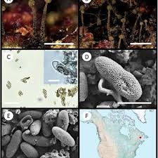 Attēlu rezultāti vaicājumam “Chaenotheca phaeocephala”