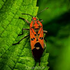 Attēlu rezultāti vaicājumam “Lygaeidae”