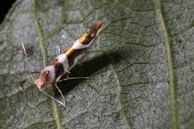Attēlu rezultāti vaicājumam “Argyresthia goedartella”