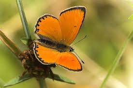 Attēlu rezultāti vaicājumam “Lycaena virgaureae female”