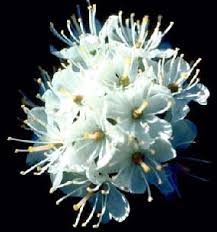 Attēlu rezultāti vaicājumam “Ledum palustre flower”