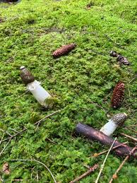 Attēlu rezultāti vaicājumam “Diderma subviridifuscum sessile”