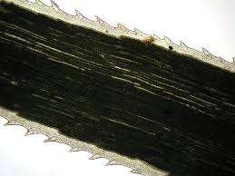 Attēlu rezultāti vaicājumam “Polytrichastrum formosum sporophyte”