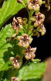 Attēlu rezultāti vaicājumam “Ribes rubrum flower”