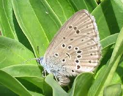 Attēlu rezultāti vaicājumam “Maculinea alcon underside”