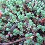 Attēlu rezultāti vaicājumam “Sedum pallidum leaf”