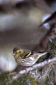 Attēlu rezultāti vaicājumam “Carduelis spinus female”