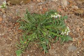 Attēlu rezultāti vaicājumam “Capsella bursa-pastoris leaf”
