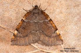 Attēlu rezultāti vaicājumam “Epirranthis diversata”