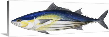 Image result for Katsuwonus pelamis