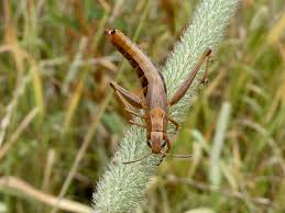 Attēlu rezultāti vaicājumam “Entomophaga grylli”