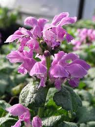 Attēlu rezultāti vaicājumam “Lamium”