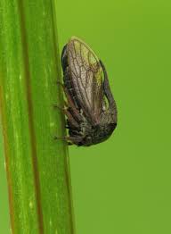 Attēlu rezultāti vaicājumam “Centrotus cornutus”