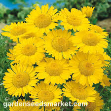 Image result for Anthemis tinctoria