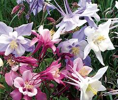 Image result for Aquilegia