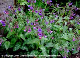 Image result for Pulmonaria officinalis