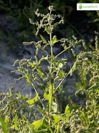 Attēlu rezultāti vaicājumam “Atriplex calotheca leaf”