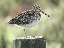 Image result for Gallinago delicata