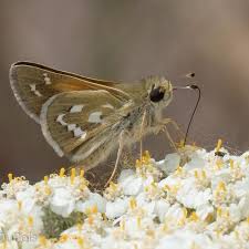 Attēlu rezultāti vaicājumam “Hesperia comma female”