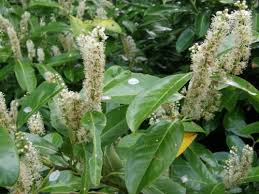 Attēlu rezultāti vaicājumam “Rosaceae”