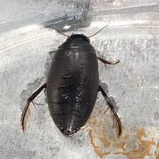 Attēlu rezultāti vaicājumam “Colymbetes paykulli”